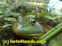 /home//u458753944/public_html/sourcegallery//Frogs/Bullfrogs 2016-08 Ontario/P8091469.JPG